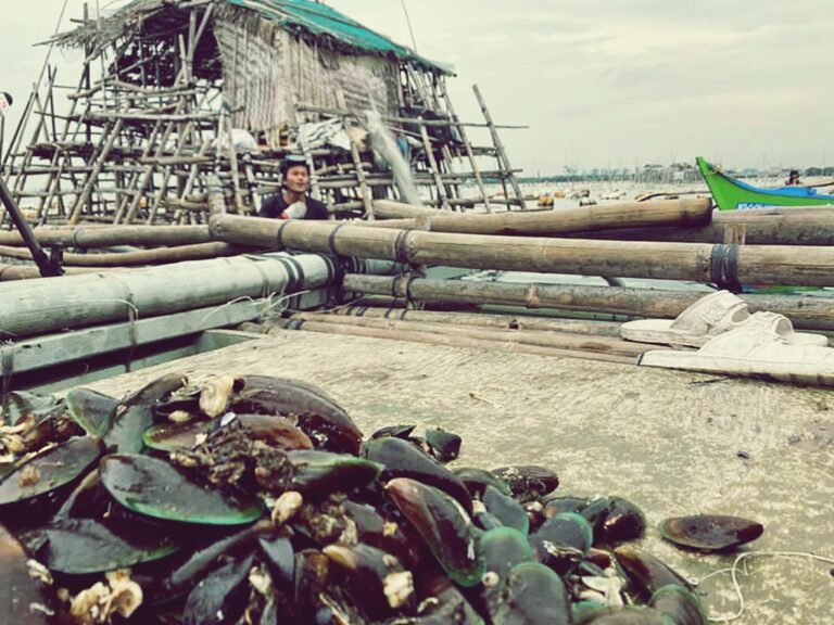 CSO body to the UN stands with Cavite fisherfolk vs. order to dismantle mussel farms, fisheries structure in Manila Bay